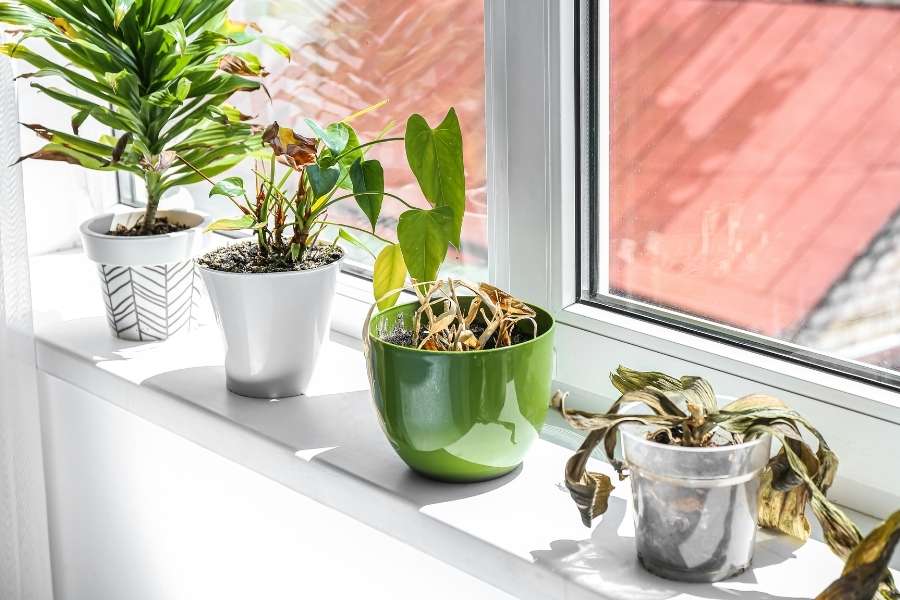 Plusieurs plantes d’intérieur disposées sur un rebord de fenêtre, certaines étant en bonne santé tandis que d'autres présentent des signes de flétrissement.