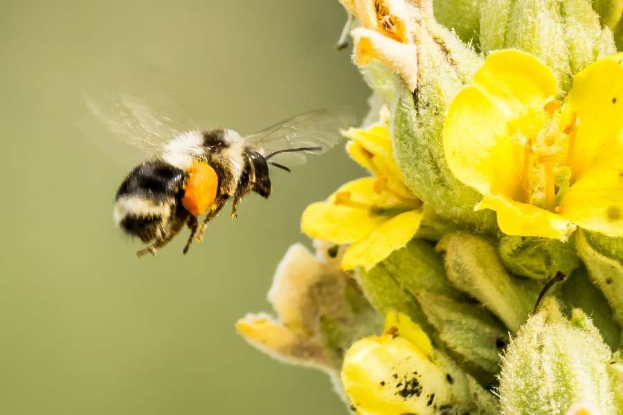 Un bourdon en vol avec ses pelotes de pollen près de fleurs jaunes pour les pollinisateurs au potager.